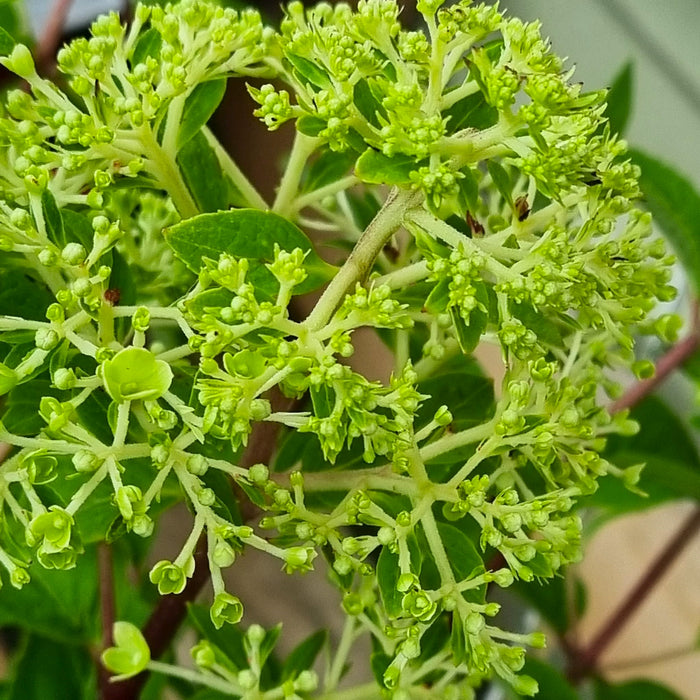 HYDRANGEA 'Paniculata Bobo®' 20cm