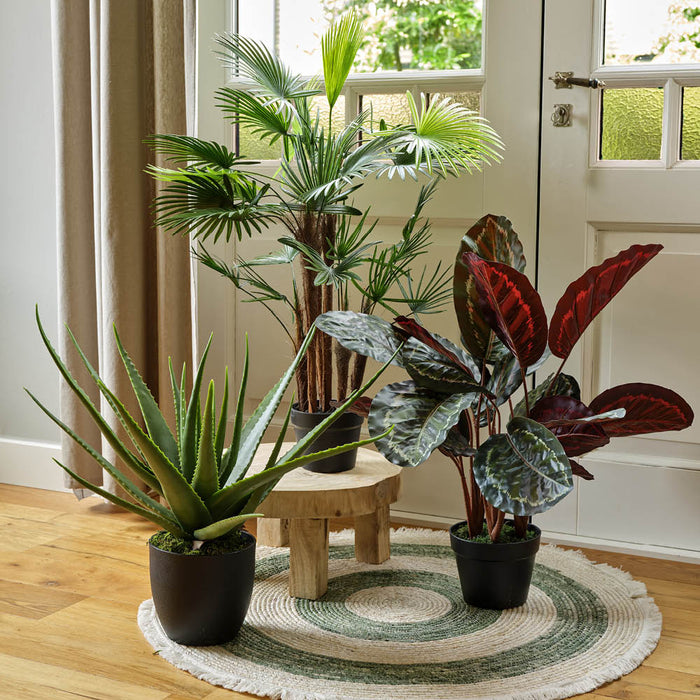 Kaemingk Aloe Vera In Pot