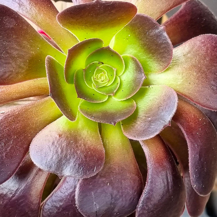 AEONIUM Red