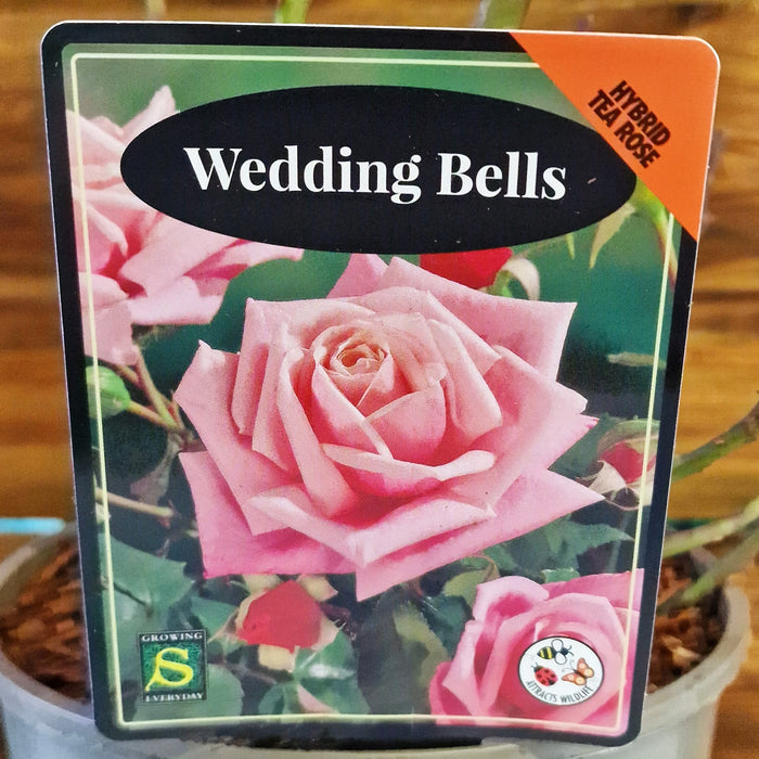 ROSE Wedding Bells - Celebration 3ltr