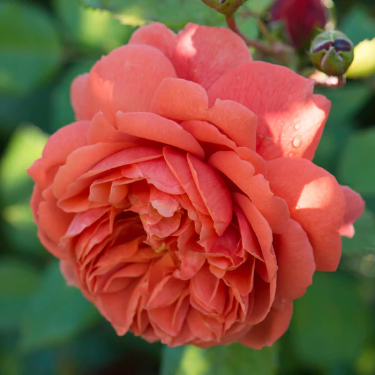 DAVID AUSTIN ROSES - Rose Summer Song