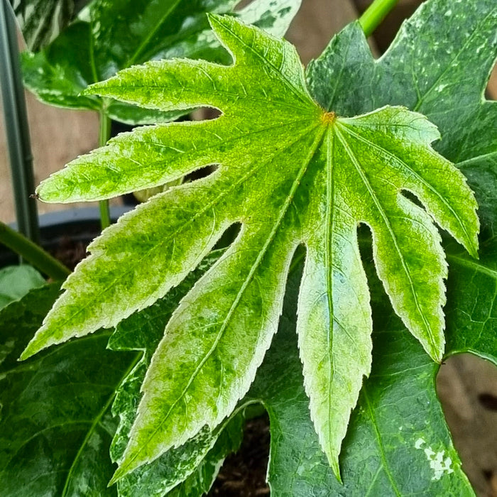 FATSIA japonica 'Spiderweb' 14cm