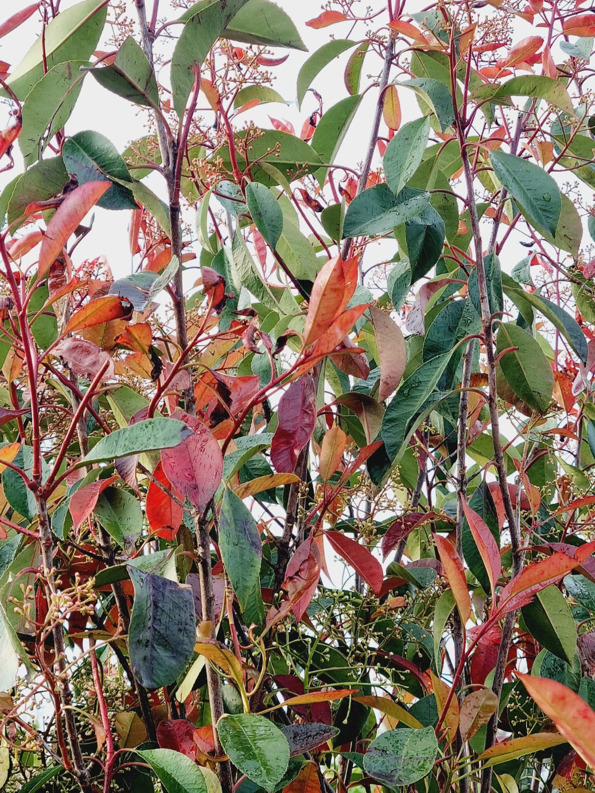 Photinia Fraseri Red Robin 190-210 — Carpenders Park Garden Centre